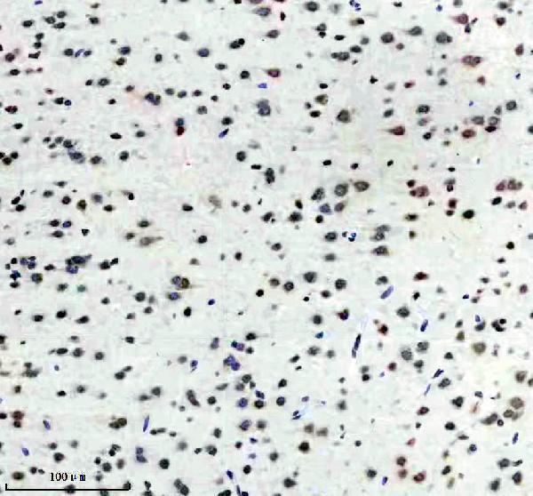 m12477 4 histone h3 primary antibodies ihc testing 9