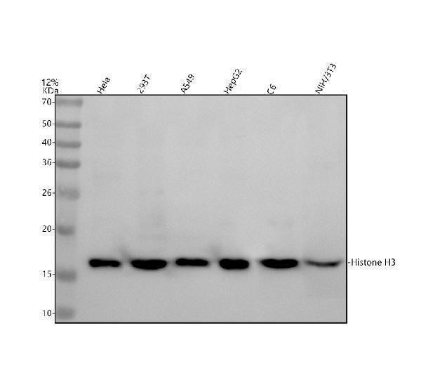 m12477 4 histone h3 primary antibodies wb testing 1