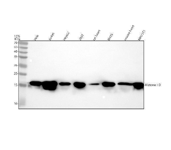 m12477 5 histone h3 primary antibodies wb testing 1