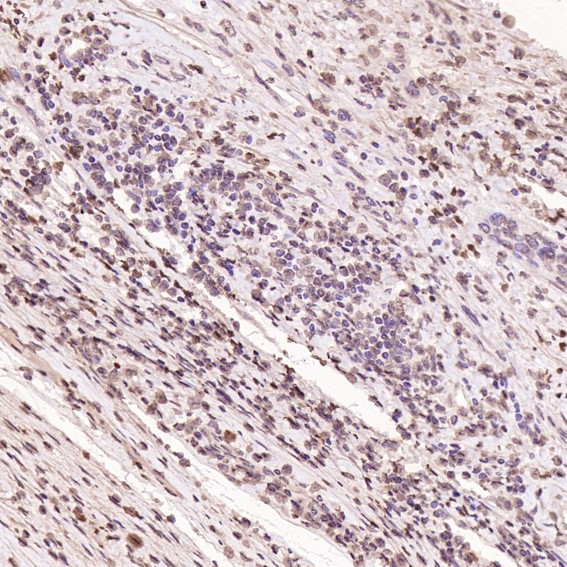 m12477 ihc9