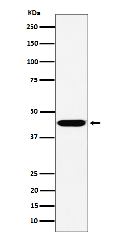Western blot analysis of KCTD9 expression in HepG2 cell lysate.