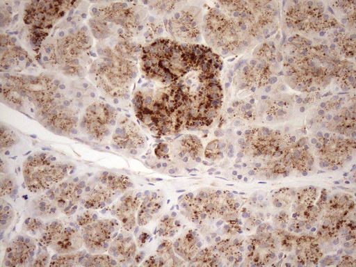 Immunohistochemical staining of paraffin-embedded Human pancreas tissue within the normal limits using anti-KCTD9 mouse monoclonal antibody