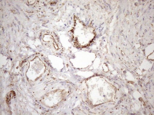 m12515 anti kctd9 mouse monoclonal antibody clone id oti2g8 ihc testing 6