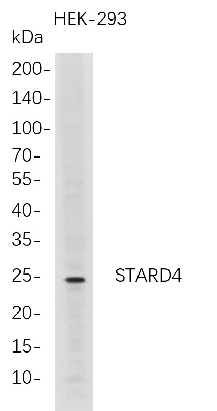 m12618 1 stard4 primary antibodies wb testing 1