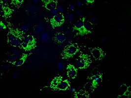 m12629 anti mtrf1l mouse monoclonal antibody clone id oti2b5 if testing 12