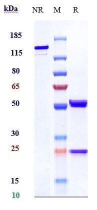 Anti-CLEC14A Reference Antibody (Scripps Korea patent anti-CLEC14A) on SDS-PAGE under reducing (R) condition
