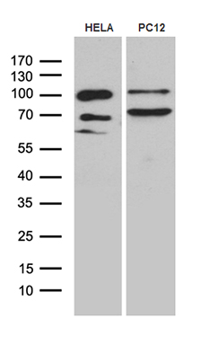 Western blot analysis of extracts (35ug) from 2 cell lines by using anti-PGM2L1 monoclonal antibody (1:500)