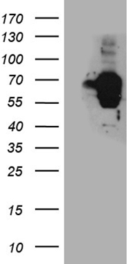 m12677 anti tspyl1 mouse monoclonal antibody clone id oti1a4 wb testing 1