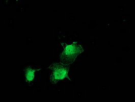 m12678 anti zfand2b mouse monoclonal antibody clone id oti1g10 if testing 5