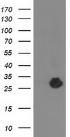 m12678 anti zfand2b mouse monoclonal antibody clone id oti1g10 wb testing 1
