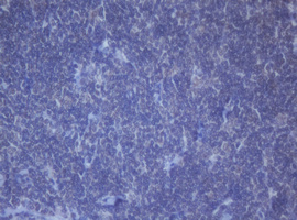 m12681 anti ddx59 mouse monoclonal antibody clone id oti2g1 ihc testing 12