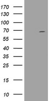 m12681 anti ddx59 mouse monoclonal antibody clone id oti2g1 wb testing 1