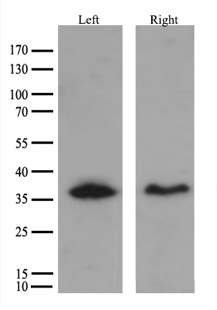 m12700 anti hsd17b13 mouse monoclonal antibody clone id oti5c4 wb testing 1