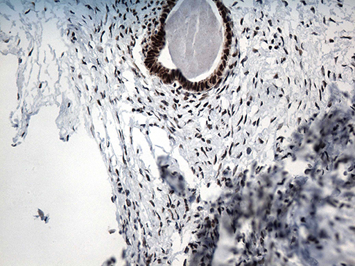 m12724 anti gtf3c4 mouse monoclonal antibody clone id oti4a1 ihc testing 4