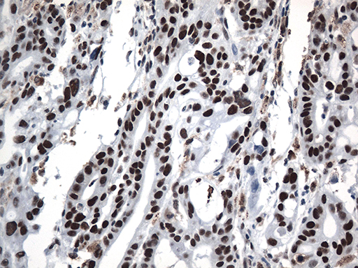 m12724 anti gtf3c4 mouse monoclonal antibody clone id oti4a1 ihc testing 9