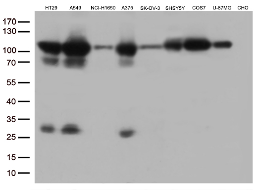 Western blot analysis of extracts (35ug) from 9 different cell lines by using anti-GTF3C4 monoclonal antibody (1:500)