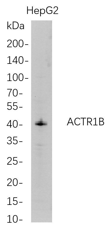 Western Blot analysis of HepG2 whole cell lysates were separated by 4-20% SDS-PAGE, and the membrane was blotted with anti-ACTR1B rabbit mAb