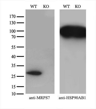 m12749 anti mrps7 mouse monoclonal antibody clone id oti5e11 wb testing 3