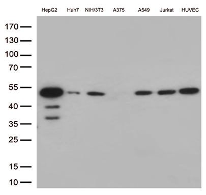 Western blot analysis of extracts (35ug) from 7 cell lines lysates by using anti-CDK15 monoclonal antibody (1:500)