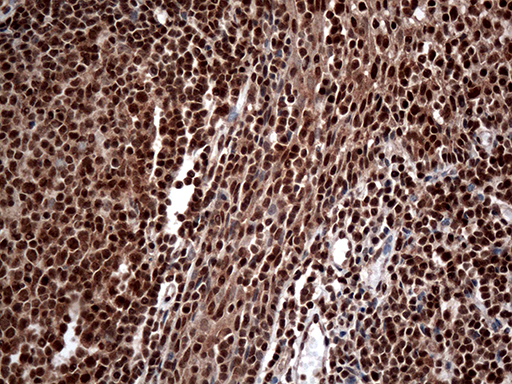 m12753 anti cdk15 mouse monoclonal antibody clone id oti1e1 ihc testing 4