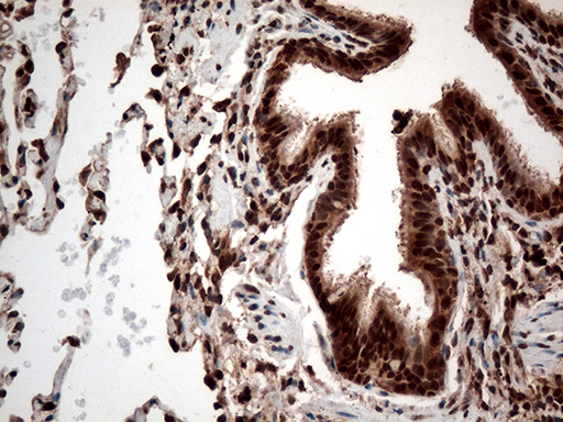 m12753 anti cdk15 mouse monoclonal antibody clone id oti1e1 ihc testing 5