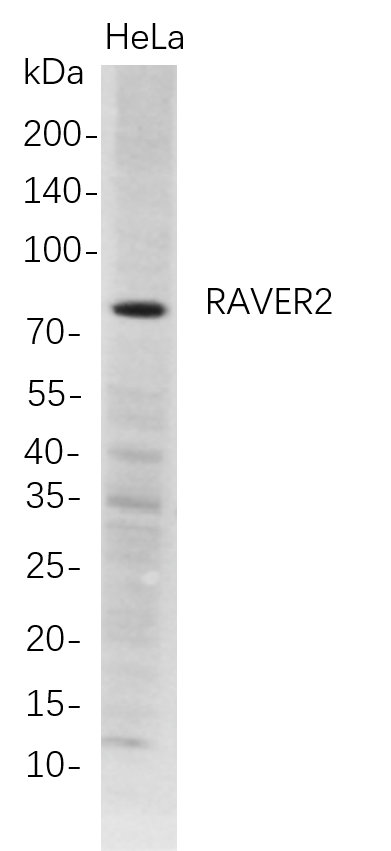 m12771 1 raver2 primary antibodies wb testing 1
