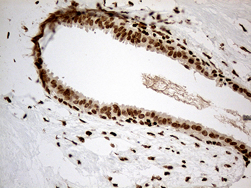 m12781 anti med9 mouse monoclonal antibody clone id oti7f11 ihc testing 2