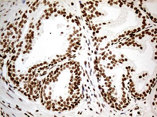m12781 anti med9 mouse monoclonal antibody clone id oti7f11 ihc testing 3