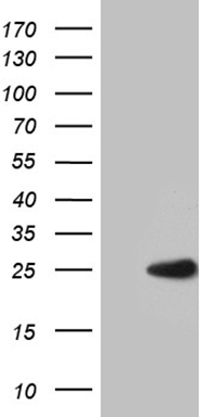 m12781 anti med9 mouse monoclonal antibody clone id oti7f11 wb testing 1