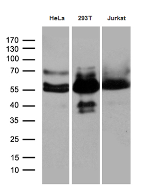 Western blot analysis of extracts (35ug) from 3 different cell lines by using anti-HS1BP3 monoclonal antibody (1:500)