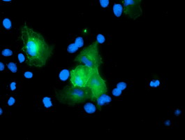 m12836 anti usp54 mouse monoclonal antibody clone id oti1g6 if testing 3