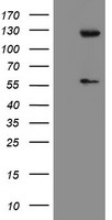 m12836 anti usp54 mouse monoclonal antibody clone id oti1g6 wb testing 1