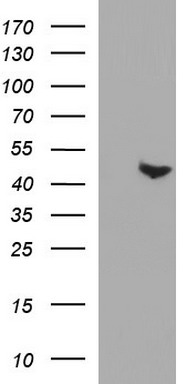 m12843 anti paaf1 mouse monoclonal antibody clone id oti1f11 wb testing 1