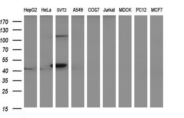m12843 anti paaf1 mouse monoclonal antibody clone id oti1f11 wb testing 2