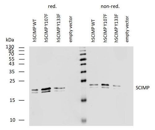 Western blotting analysis of human SCIMP using mouse monoclonal antibody NVL-07 on lysates of human SCIMP transfectants under reducing and non-reducing conditions