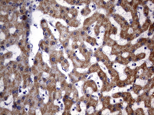 m12866 anti oxsm mouse monoclonal antibody clone id oti4e10 ihc testing 4