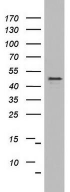 Western blot analysis of HT29 cell lysate (35ug) by using anti-OXSM monoclonal antibody