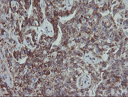 m12929 anti mrps27 mouse monoclonal antibody clone id oti6e5 ihc testing 11