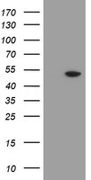 m12929 anti mrps27 mouse monoclonal antibody clone id oti6e5 wb testing 1
