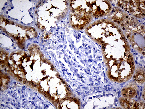 m12964 anti phyhd1 mouse monoclonal antibody clone id oti1a6 ihc testing 5