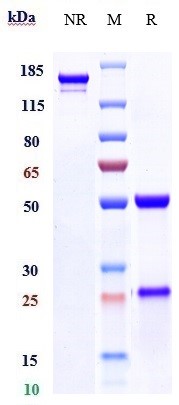 Anti-Melanotransferrin/CD228 Reference Antibody (SC-005) on SDS-PAGE under reducing (R) condition