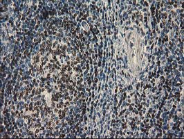 m12989 anti ubxn2b mouse monoclonal antibody clone id oti1f7 ihc testing 2