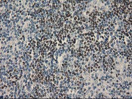 m12989 anti ubxn2b mouse monoclonal antibody clone id oti1f7 ihc testing 3