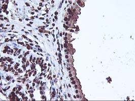 m13000 1 anti osgep mouse monoclonal antibody clone id oti9e3 ihc testing 5