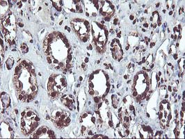 m13000 1 anti osgep mouse monoclonal antibody clone id oti9e3 ihc testing 8