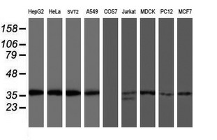 Western blot analysis of extracts (35ug) from 9 different cell lines by using anti-OSGEP monoclonal antibody