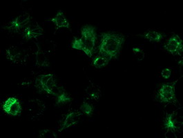 m13000 anti osgep mouse monoclonal antibody clone id oti8b3 if testing 8