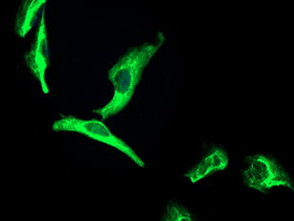 m13000 anti osgep mouse monoclonal antibody clone id oti8b3 if testing 9