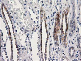 m13000 anti osgep mouse monoclonal antibody clone id oti8b3 ihc testing 7
