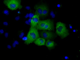 m13005 anti grasp1 gripap1 mouse monoclonal antibody clone id oti1e3 if testing 5